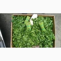 Продам петрушку карнавал