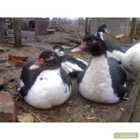 Продам мускусных уток.