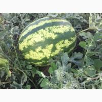 Продам арбуз, сорт Топ Ган, Талисман, Продюсер