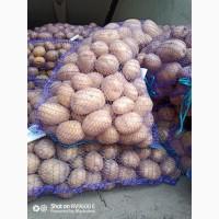 Продам товарну картоплю сорт Королева Анна, Галла, Бела Росса