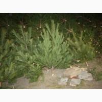 Сосна новогодняя Ялинка новорічна Новогодние сосны Елки Сосна живая Сосна Оптом