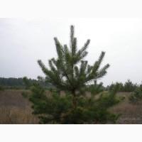 Сосна новогодняя Ялинка новорічна Новогодние сосны Елки Сосна живая Сосна Оптом