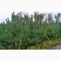 Сосна новогодняя Ялинка новорічна Новогодние сосны Елки Сосна живая Сосна Оптом