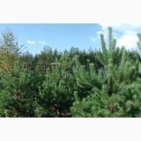 Сосна новогодняя Ялинка новорічна Новогодние сосны Елки Сосна живая Сосна Оптом