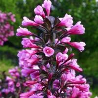 Продам вейгела Nana Purpurea