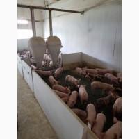 Поросята мясные 3х породный гибрид с комплекса разных весовых категорий от 40 гол
