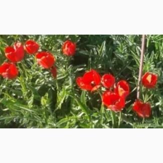 Продам саженцы тюльпана крупноцветкового