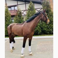 Продажа ‼ Кобыла 7 лет Немецкий паспорт В спорт Подойдёт под ребёнка