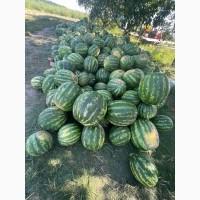 Кавун, арбуз ОПТ
