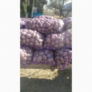 Продам картоплю