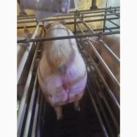 Продам свині, свиноматки