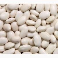 Продам квасолю бандолю