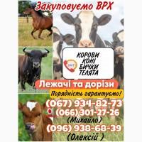 Закупівля ВРХ(корови, коні, бички, телята)