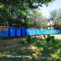 Продам 13 бджолосімей