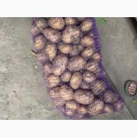 Картопля рожева