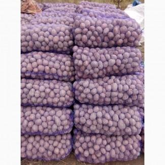 Продам насіневу картоплю різних сортів