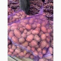Продам семенной картофель сорта Лабела, Ред леди