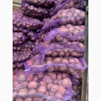 Продам семенной картофель сорта Лабела, Ред леди