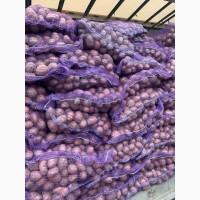Продам семенной картофель сорта Лабела, Ред леди