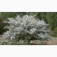 Куплю цвіт глоду, бояришника