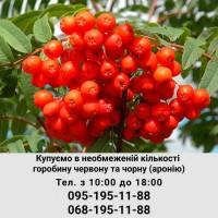 Купуемо горобину, ціна договірна