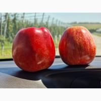 Продам яблука Гала Шніко, Гала Шніко Ред