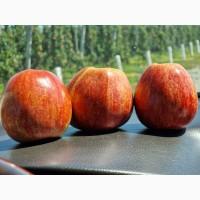 Продам яблука Гала Шніко, Гала Шніко Ред