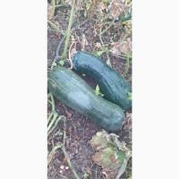 Продам гарбуз Лунга