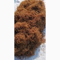 Тютюн якісний Верджинія, Берли