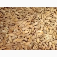 Продам насіння дині ефіопка 2500 грн за кілограм. 2025 рік збір