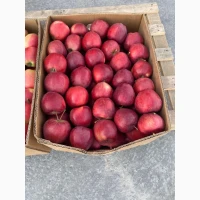 Продам яблука