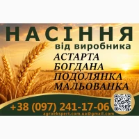 Насіння. Озима пшениця, еліта 2026. Астарта, Богдана, Подолянка, Мальованка
