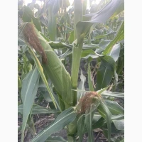 Продам / купить Продам оптом качани солодкої кукурузи оверленд, біколор, ніколь