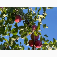 Продаж яблук - Слава Переможцям