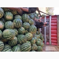 Продам кавун