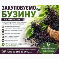 Приймаємо бузину на заморозку