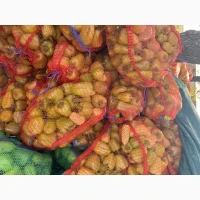 Продам перець солодкий Дніпро 2 сорт