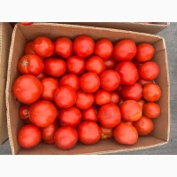 Продам помідор Лінда