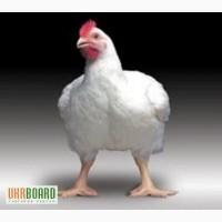 Продам домашнего бройлера живым весом