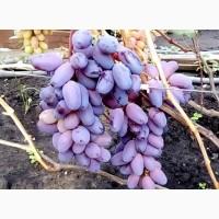 Купити саджанці винограду - найкращі сорти винограду поштою по Україні