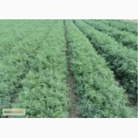 Продам Зелень