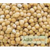 Продам- біла гірчиця, чорна гірчиця