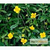 Калган, корень