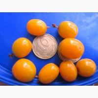 Продам саженцы клубники-гигантеллы