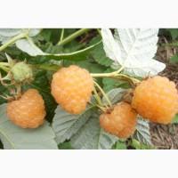 Продам саженцы клубники-гигантеллы