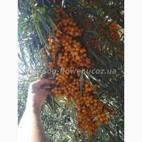 Продам саженцы клубники-гигантеллы