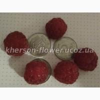 Продам саженцы клубники-гигантеллы