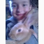 Продам кроликов бургундской породы. Чистая линия