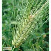 Продам ячмень 1 репродукции сортов: Аватар, Сталкер. Семена аватар, сталкер