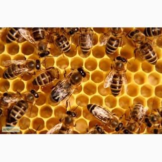 Продам пасеку 57 пчелосемей